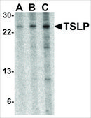 抗-TSLP (ab3) 兔抗 affinity isolated antibody