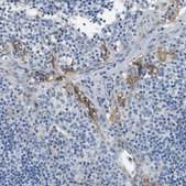 Anti-CLDN18 antibody produced in rabbit Prestige Antibodies® Powered by Atlas Antibodies, affinity isolated antibody, buffered aqueous glycerol solution