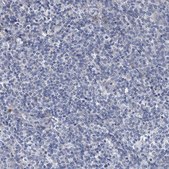 Anti-SPP1 antibody produced in rabbit Prestige Antibodies® Powered by Atlas Antibodies, affinity isolated antibody, buffered aqueous glycerol solution