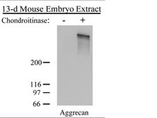 抗聚集蛋白聚糖抗体 Chemicon®, from rabbit