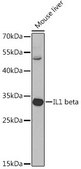 Anti-IL1B antibody produced in rabbit