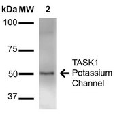 Monoclonal Anti-GABA A Receptor-Atto 390 antibody produced in mouse clone S399-19