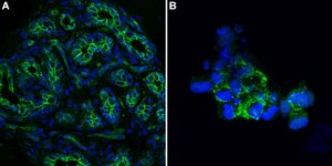 Anti-E-Cadherin Antibody, clone 1G14 ZooMAb® Rabbit Monoclonal recombinant, expressed in HEK 293 cells