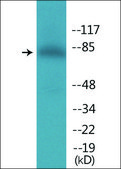 Anti-phospho-Daxx (pSer668) antibody produced in rabbit affinity isolated antibody