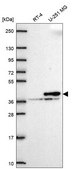 Anti-Cnn2 Antibody Produced In Rabbit Prestige Antibodies® Powered by Atlas Antibodies, affinity isolated antibody, buffered aqueous glycerol solution