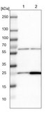 Anti-MRPS7 antibody produced in rabbit Prestige Antibodies® Powered by Atlas Antibodies, affinity isolated antibody, buffered aqueous glycerol solution, Ab1