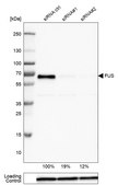 Monoclonal Anti-FUS antibody produced in mouse Prestige Antibodies® Powered by Atlas Antibodies, clone CL0190, purified immunoglobulin, buffered aqueous glycerol solution