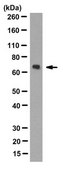 Anti-Hsp70/Hsp72 Antibody, clone 2H9 clone 2H9, from mouse