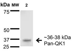 Monoclonal Anti-Task1 Potassium Channel - Rpe antibody produced in mouse clone S374-48, purified immunoglobulin