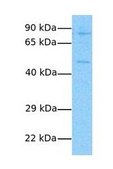 Anti-CHRNA7 IgG fraction of antiserum