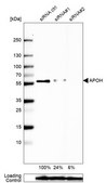 Anti-APOH antibody produced in rabbit Prestige Antibodies® Powered by Atlas Antibodies, affinity isolated antibody, buffered aqueous glycerol solution