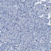 Anti-GAP43 antibody produced in rabbit Prestige Antibodies® Powered by Atlas Antibodies, affinity isolated antibody, buffered aqueous glycerol solution