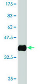 Monoclonal Anti-APOA2 antibody produced in mouse clone 1H6, purified immunoglobulin, buffered aqueous solution