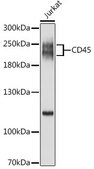 Anti-CD45 antibody produced in rabbit