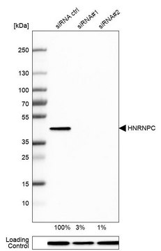Anti-HNRNPC antibody produced in rabbit Prestige Antibodies® Powered by Atlas Antibodies, affinity isolated antibody, buffered aqueous glycerol solution