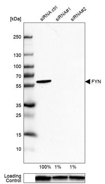Anti-FYN antibody produced in rabbit Prestige Antibodies® Powered by Atlas Antibodies, affinity isolated antibody, buffered aqueous glycerol solution