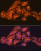 Anti-CLOCK antibody produced in rabbit