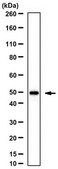 Anti-Corticotropin-Releasing Factor Receptor 2 Antibody 1.0 mg/mL, from rabbit