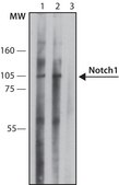 Anti-Notch1 antibody, Mouse monoclonal clone mN1A, purified from hybridoma cell culture