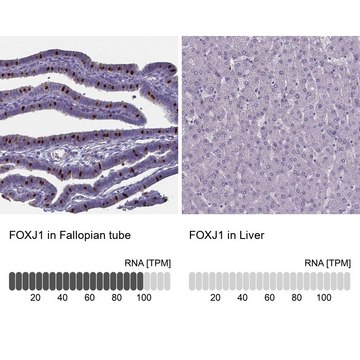 抗-FOXJ1 兔抗 Prestige Antibodies® Powered by Atlas Antibodies, affinity isolated antibody, buffered aqueous glycerol solution