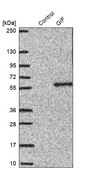 Anti-GIF antibody produced in rabbit Prestige Antibodies® Powered by Atlas Antibodies, affinity isolated antibody, buffered aqueous glycerol solution