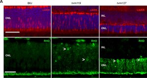 Anti-Rhodopsin Antibody, CT, last 9 amino acids, clone Rho 1D4 clone Rho 1D4, Chemicon®, from mouse