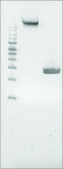 Microbial DNA standard from Proteus mirabilis Suitable for PCR, sequencing and NGS