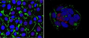 Anti-MKK7/SKK4 Antibody, clone 3F6.5 clone 3F6.5, from mouse