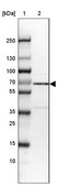 Anti-NR1D2 antibody produced in rabbit Prestige Antibodies® Powered by Atlas Antibodies, affinity isolated antibody, buffered aqueous glycerol solution