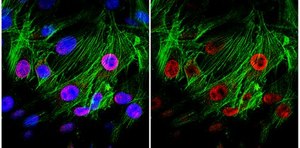 Anti-trimethyl Histone H3 (Lys27) Antibody from rabbit, purified by affinity chromatography