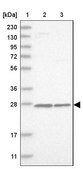 Anti-MRPS7 antibody produced in rabbit Prestige Antibodies® Powered by Atlas Antibodies, affinity isolated antibody, buffered aqueous glycerol solution, Ab2