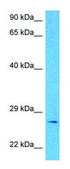 Anti-PDYN antibody produced in rabbit HRP affinity isolated antibody