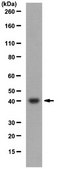 Anti-Klf2 Antibody serum, from rabbit