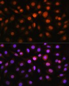 Anti-DDIT3/CHOP antibody produced in rabbit