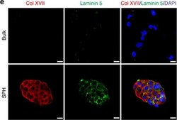 抗层粘连蛋白-5（γ2链）抗体，克隆D4B5 clone D4B5, Chemicon®, from mouse