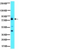 抗-Notch1抗体，细胞内 serum, from rabbit