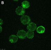Anti-IL-6 Antibody, clone 3B9 ZooMAb® Rabbit Monoclonal recombinant, expressed in HEK 293 cells