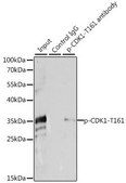 Anti-Phospho-CDK1-T161 antibody produced in rabbit
