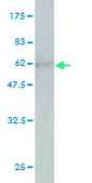 Monoclonal Anti-CA1 antibody produced in mouse clone M2, purified immunoglobulin, buffered aqueous solution