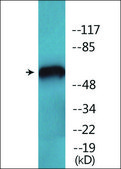 Anti-phospho-PAK2 (pSer141) antibody produced in rabbit affinity isolated antibody
