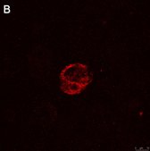 Anti-IFNγ Antibody, clone 5K15 ZooMAb® Rabbit Monoclonal recombinant, expressed in HEK 293 cells