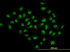 Monoclonal Anti-HDAC1 antibody produced in mouse clone 3E1, purified immunoglobulin, buffered aqueous solution