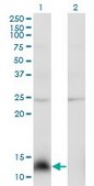 Monoclonal Anti-NPY antibody produced in mouse clone 3B5, purified immunoglobulin, buffered aqueous solution