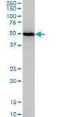 Monoclonal Anti-NR1H4 antibody produced in mouse clone 1G11, purified immunoglobulin, buffered aqueous solution