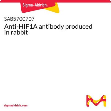Anti-HIF1A antibody produced in rabbit