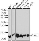 Anti-DYNLL1 antibody produced in rabbit