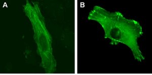 LentiBrite α-actinin-GFP Lentiviral Biosensor