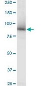 Anti-STAT5A antibody produced in mouse purified immunoglobulin, buffered aqueous solution