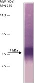 Anti-β-Amyloid Protein (1-40) antibody produced in rabbit whole antiserum