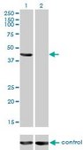 Monoclonal Anti-TSG101 antibody produced in mouse clone 5B7, purified immunoglobulin, buffered aqueous solution